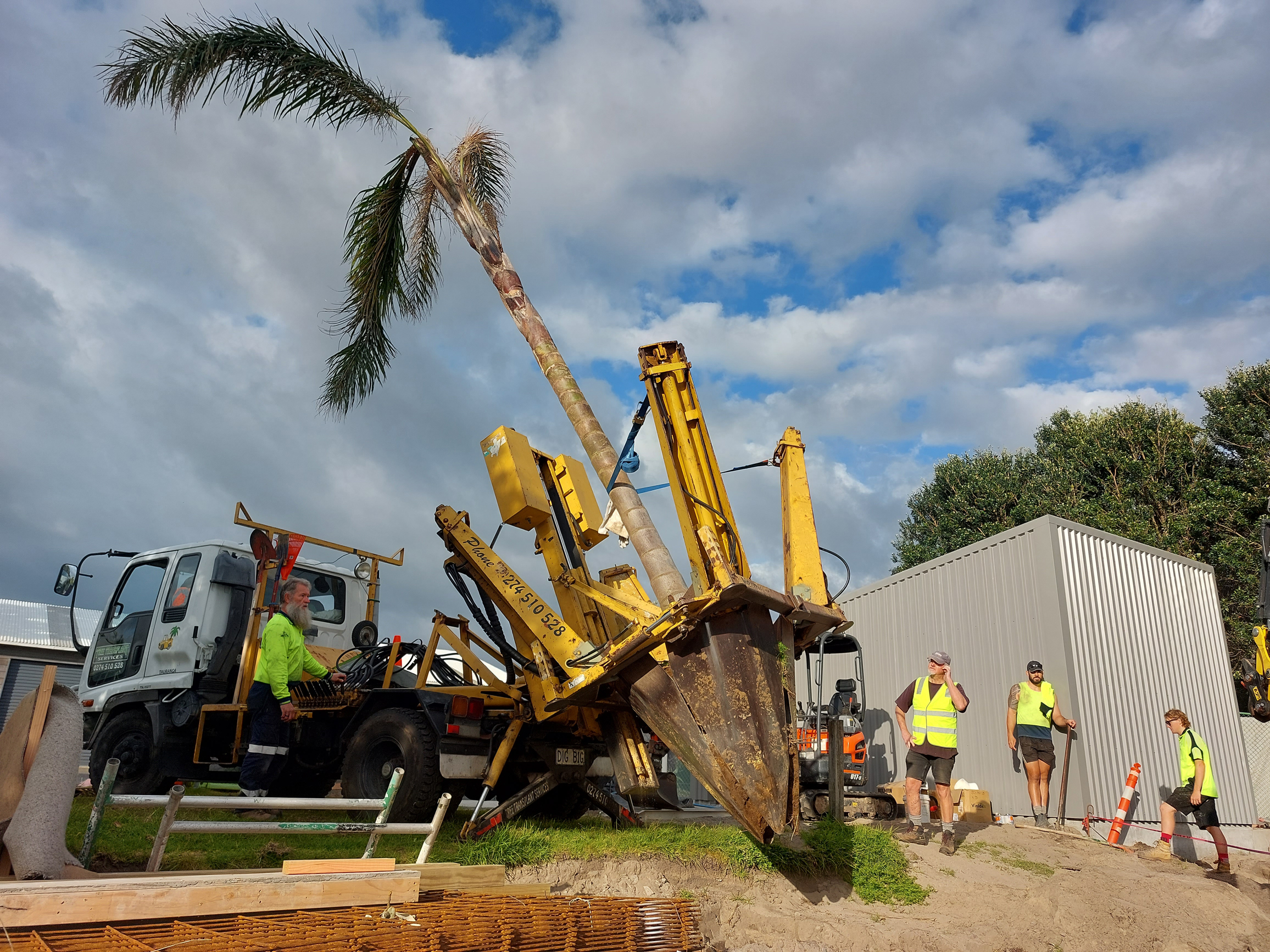 Large Palm Tree Install